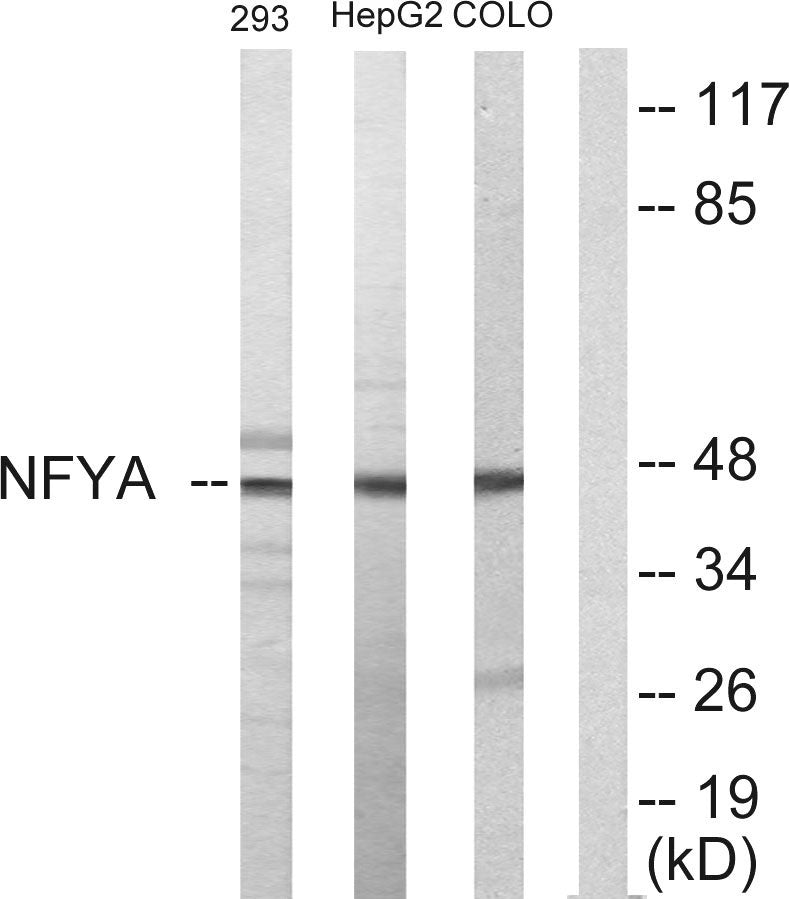 NF-YA Rabbit Polyclonal Antibody