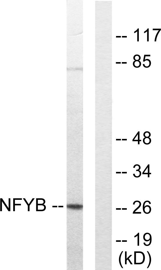 NF-YB Rabbit Polyclonal Antibody
