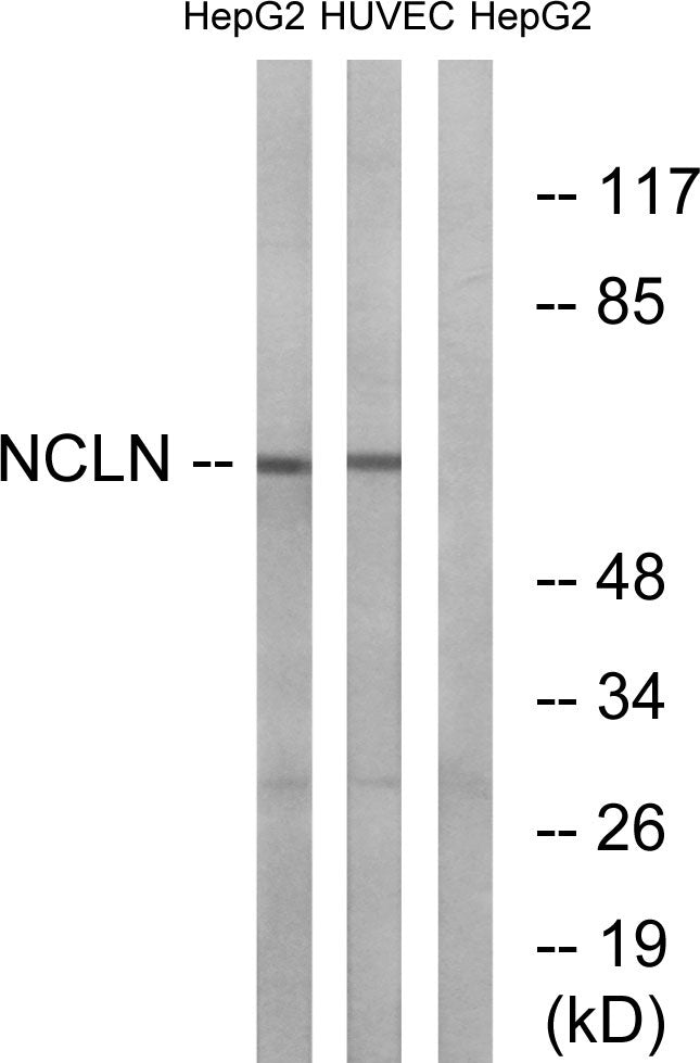 Nicalin Rabbit Polyclonal Antibody