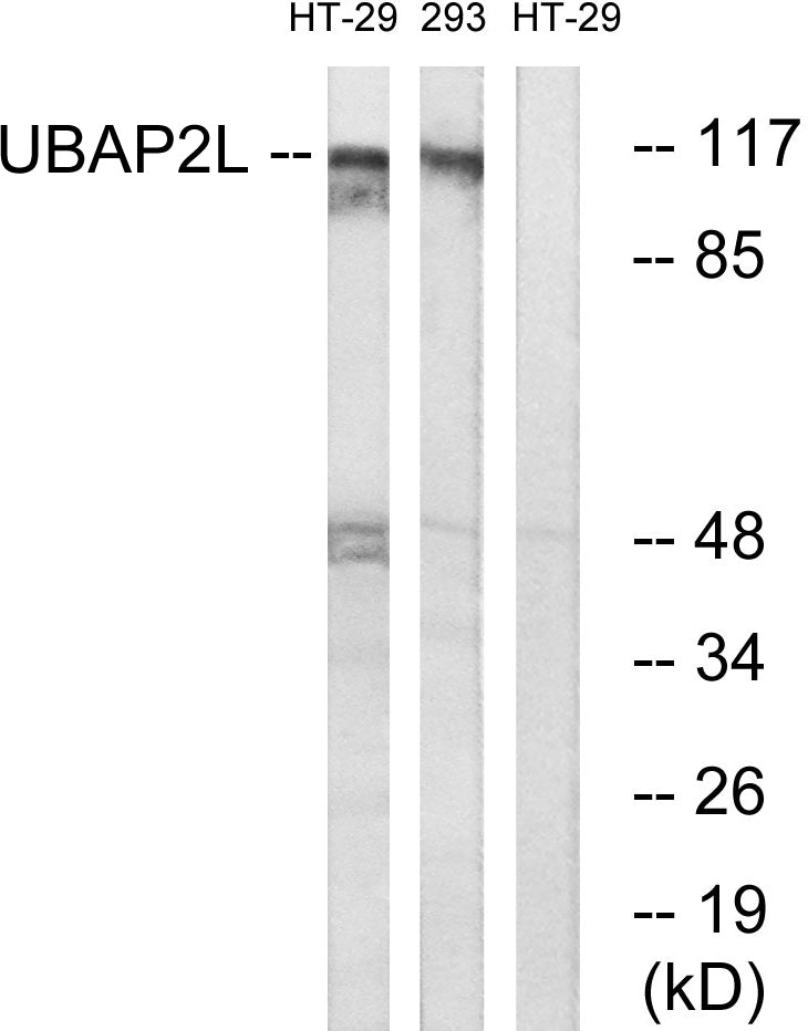 NICE4 Rabbit Polyclonal Antibody