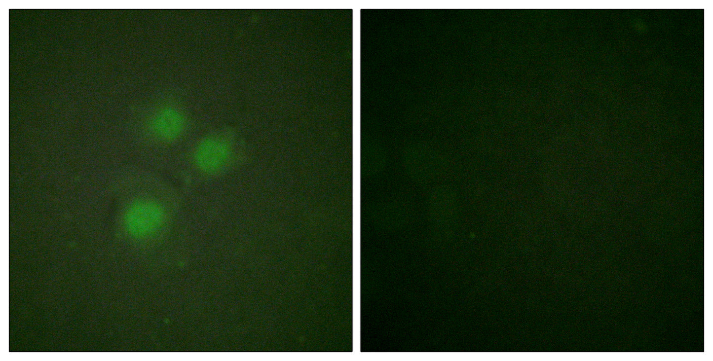 NIFK Rabbit Polyclonal Antibody