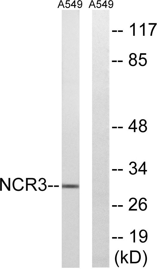 NKp30 Rabbit Polyclonal Antibody