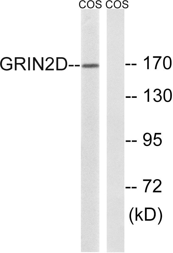NMDAε4 Rabbit Polyclonal Antibody