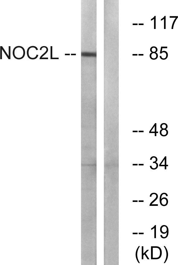 NOC2L Rabbit Polyclonal Antibody