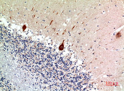 Nodal Rabbit Polyclonal Antibody