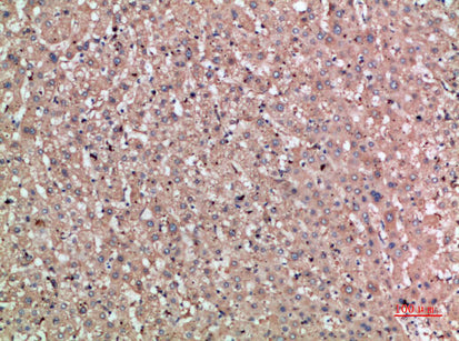 Noggin Rabbit Polyclonal Antibody