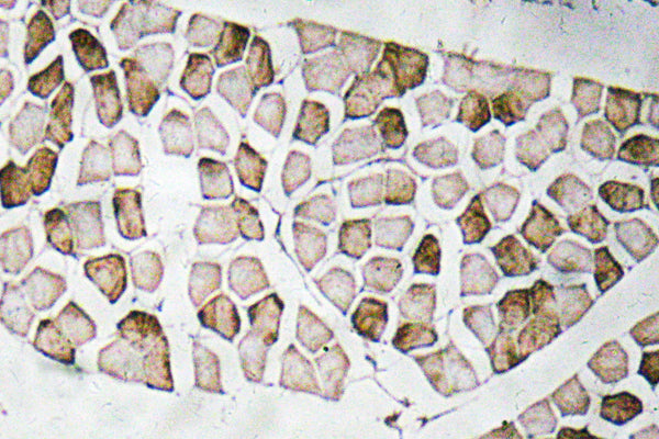 Nogo A Rabbit Polyclonal Antibody