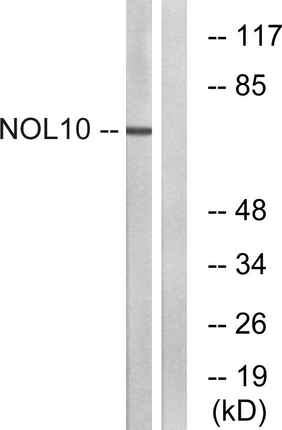 NOL10 Rabbit Polyclonal Antibody