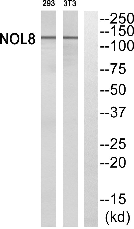 Nop132 Rabbit Polyclonal Antibody
