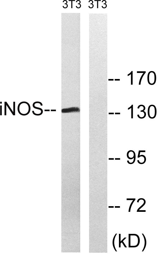 NOS2 Rabbit Polyclonal Antibody