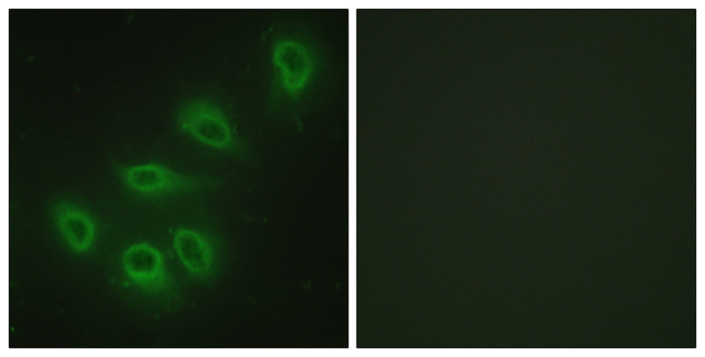 NOS3 Rabbit Polyclonal Antibody