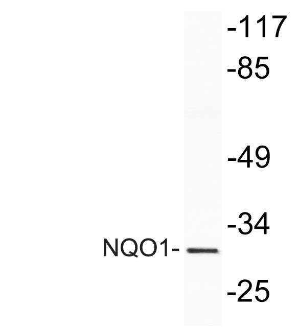NQO1 Rabbit Polyclonal Antibody