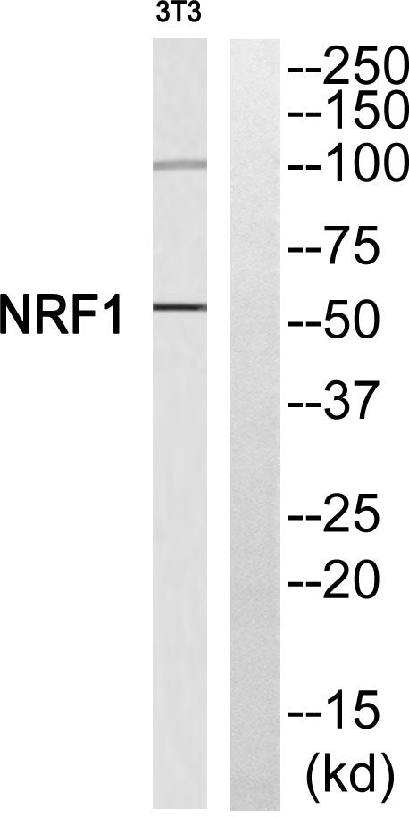 NRF-1 Rabbit Polyclonal Antibody