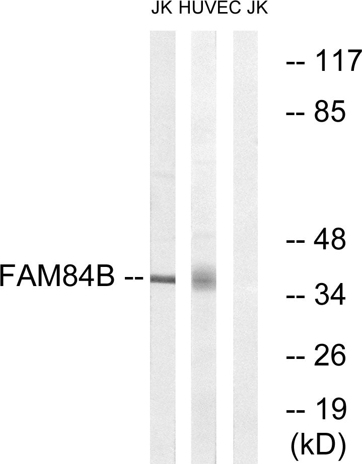 NSE2 Rabbit Polyclonal Antibody