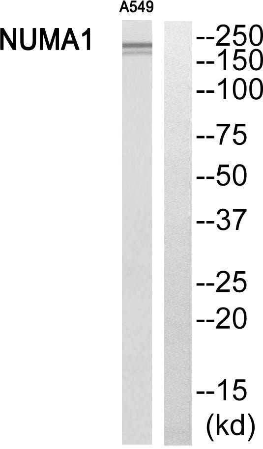 NuMA Rabbit Polyclonal Antibody