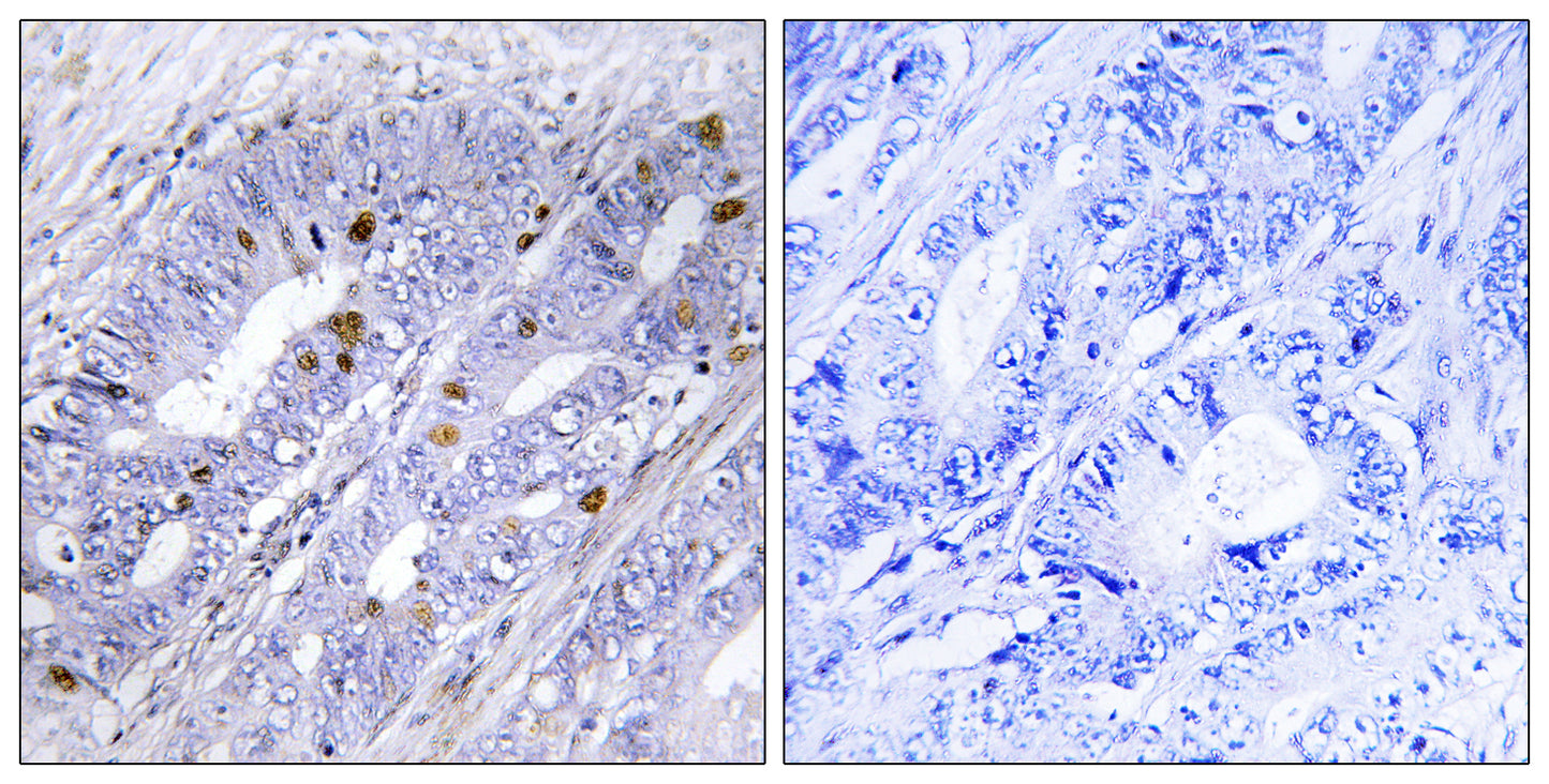 Nur77 Rabbit Polyclonal Antibody