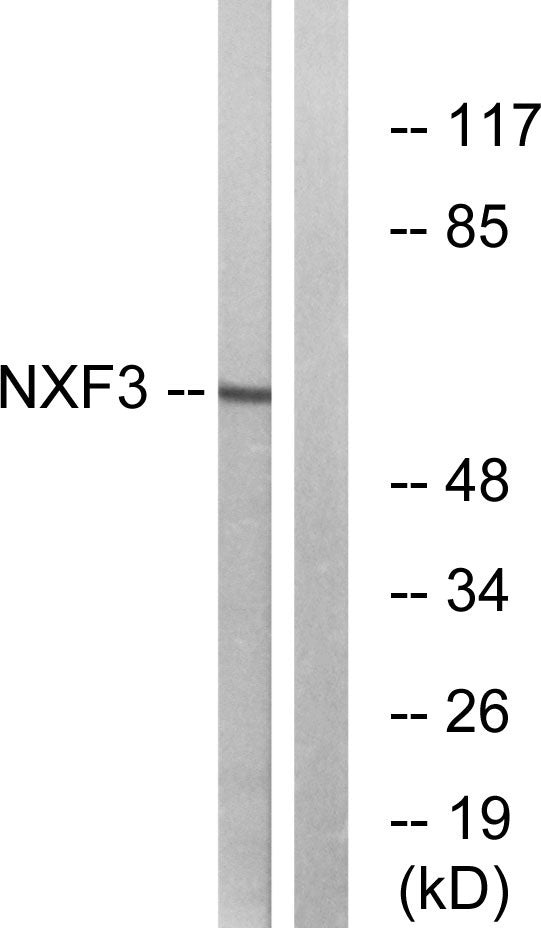 NXF3 Rabbit Polyclonal Antibody