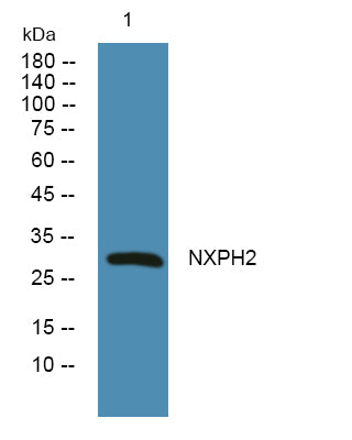 NXPH2 Rabbit Polyclonal Antibody