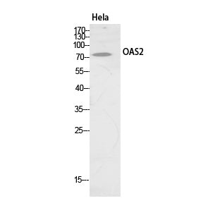 OAS2 Rabbit Polyclonal Antibody