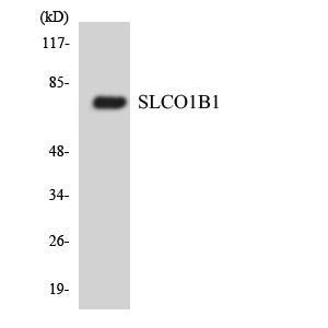 OATP-C Rabbit Polyclonal Antibody
