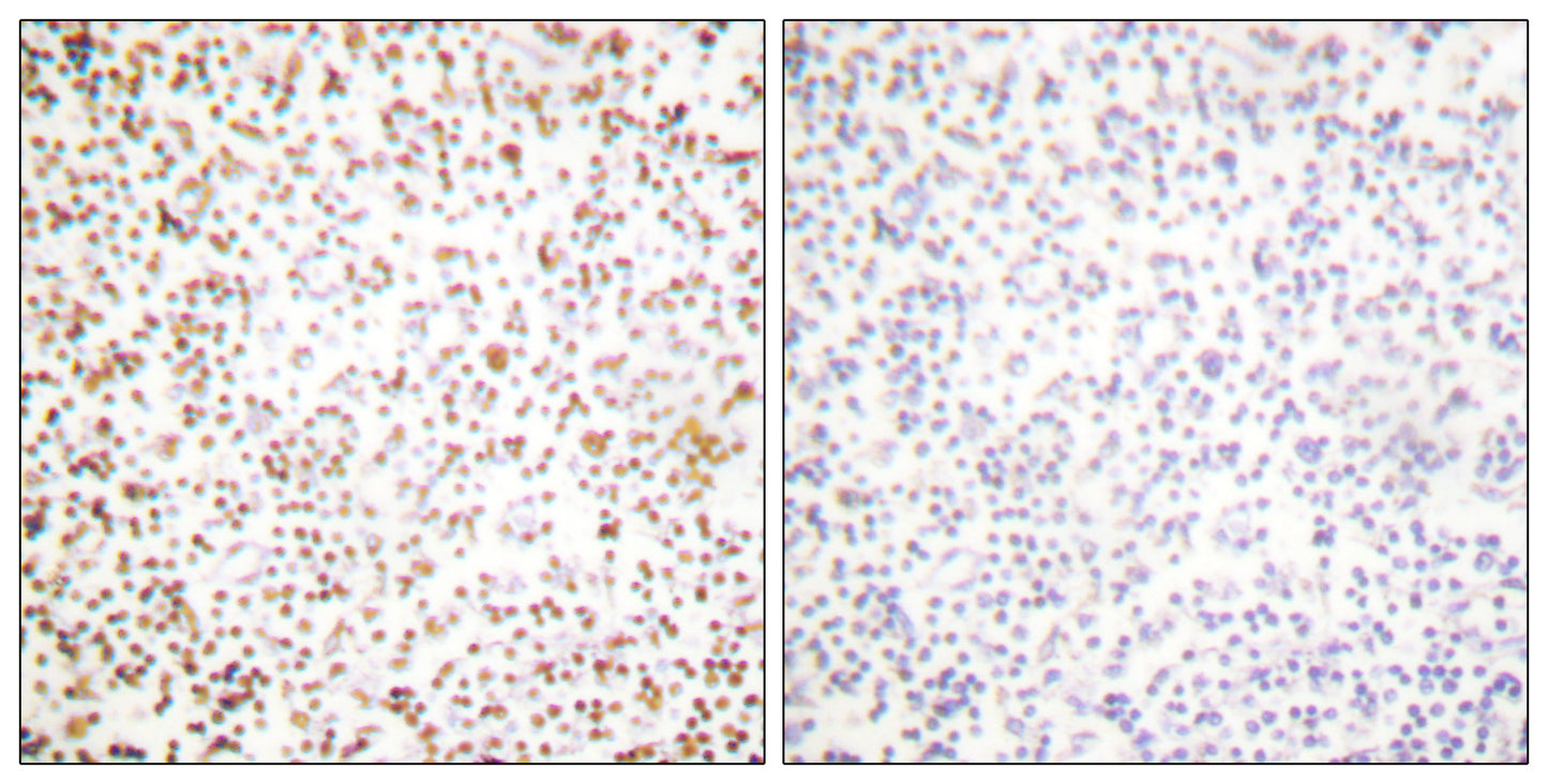 Oct-1 Rabbit Polyclonal Antibody