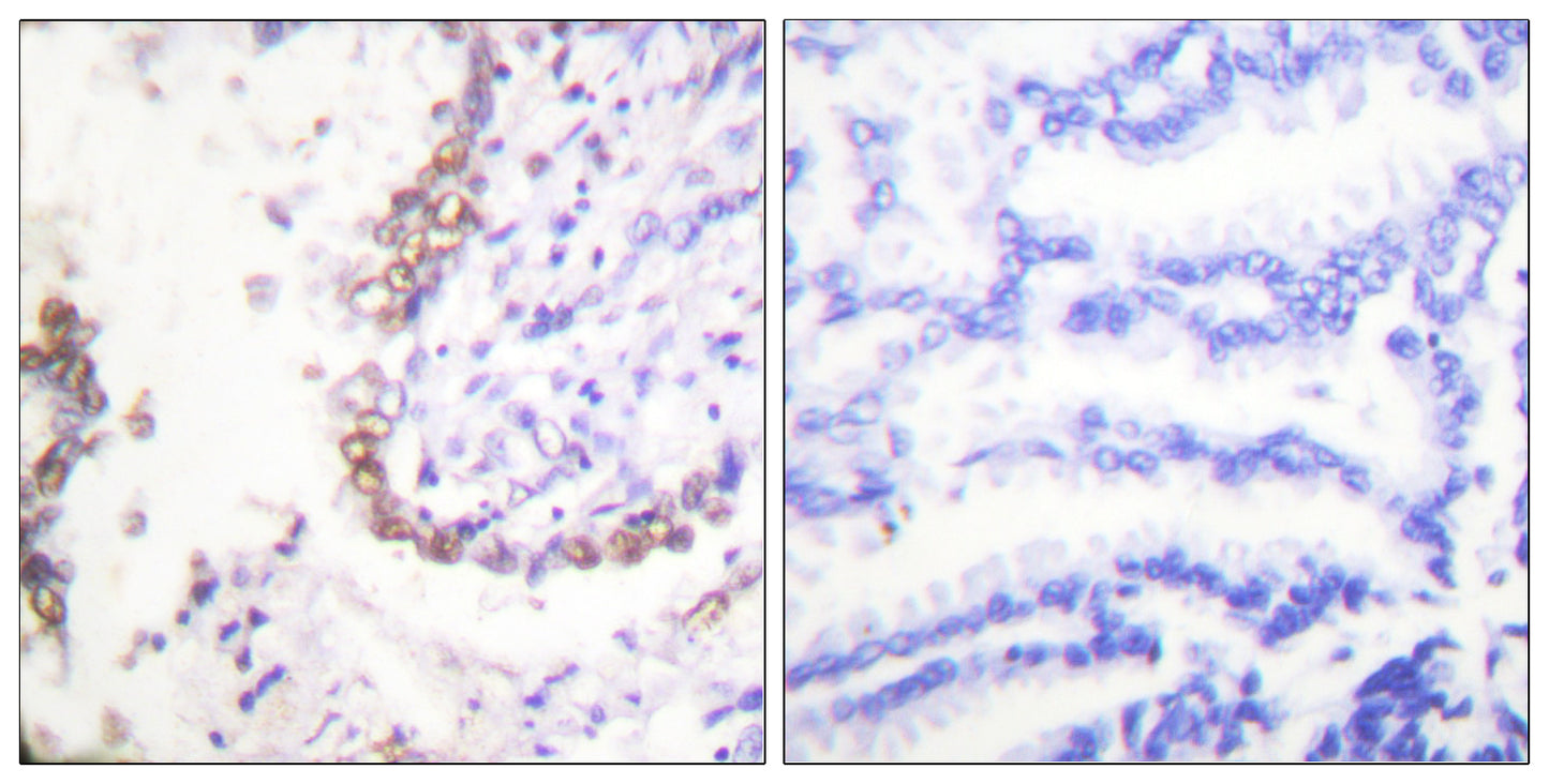 Oct-3/4 Rabbit Polyclonal Antibody