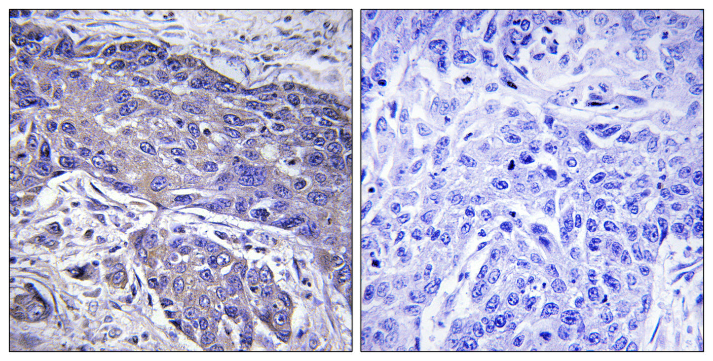 O-FucT-1 Rabbit Polyclonal Antibody