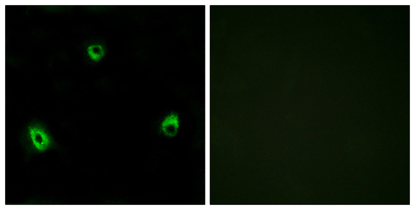 Olfactory receptor 10A4 Rabbit Polyclonal Antibody