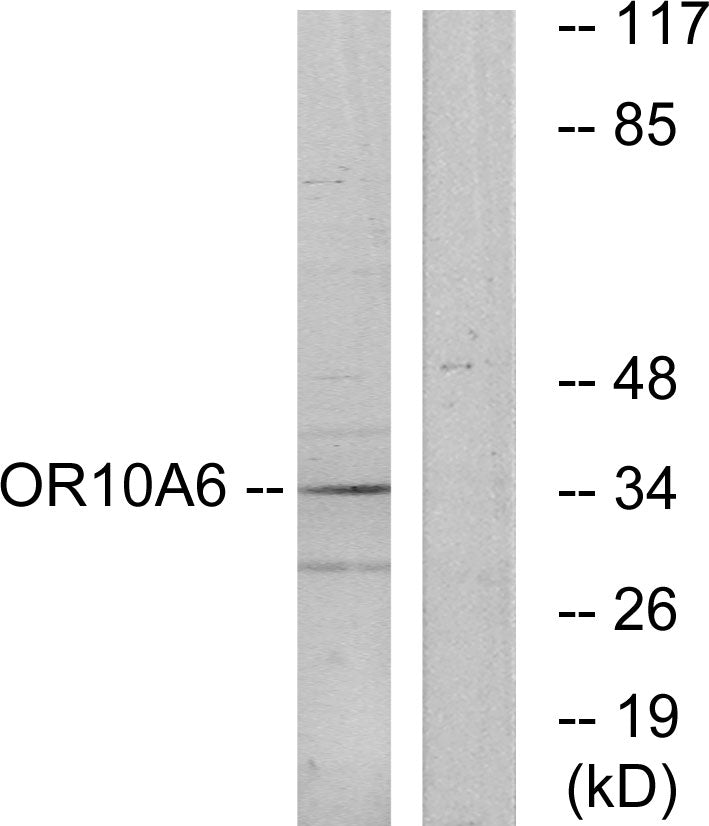 Olfactory receptor 10A6 Rabbit Polyclonal Antibody