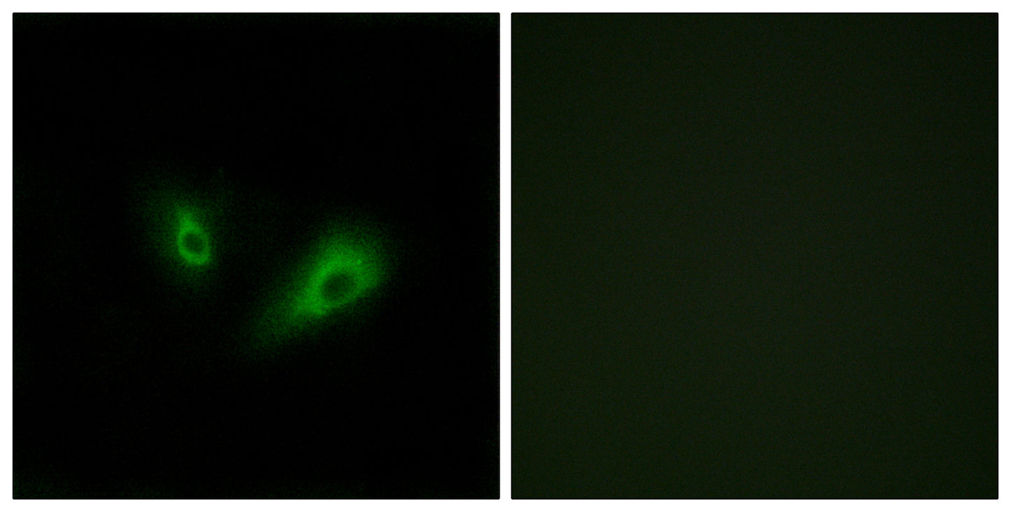 Olfactory receptor 10D4 Rabbit Polyclonal Antibody