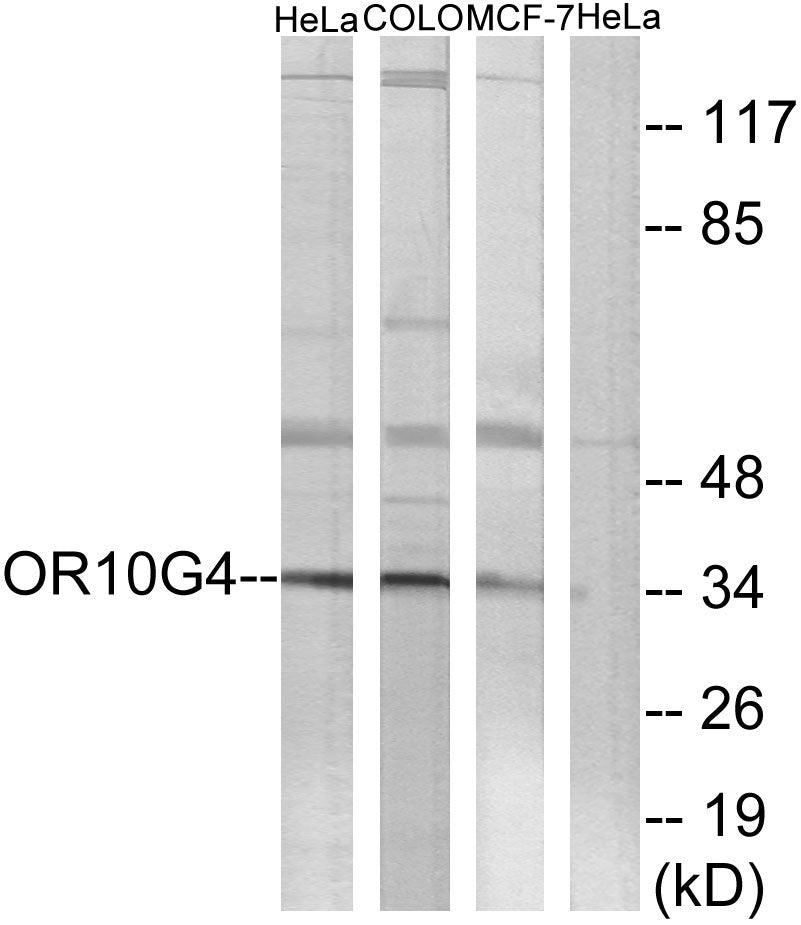 Olfactory receptor 10G4 Rabbit Polyclonal Antibody