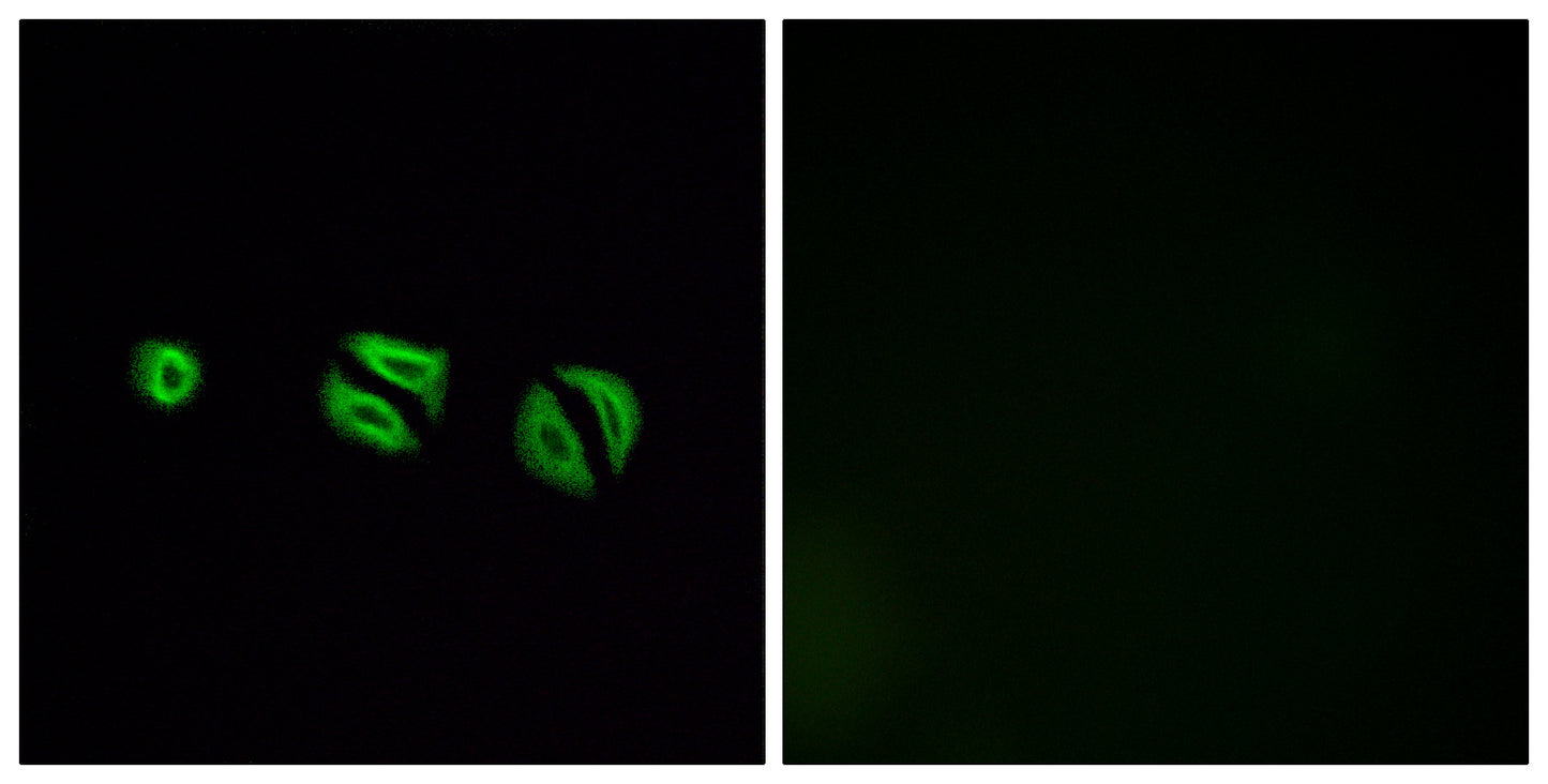 Olfactory receptor 10G6 Rabbit Polyclonal Antibody