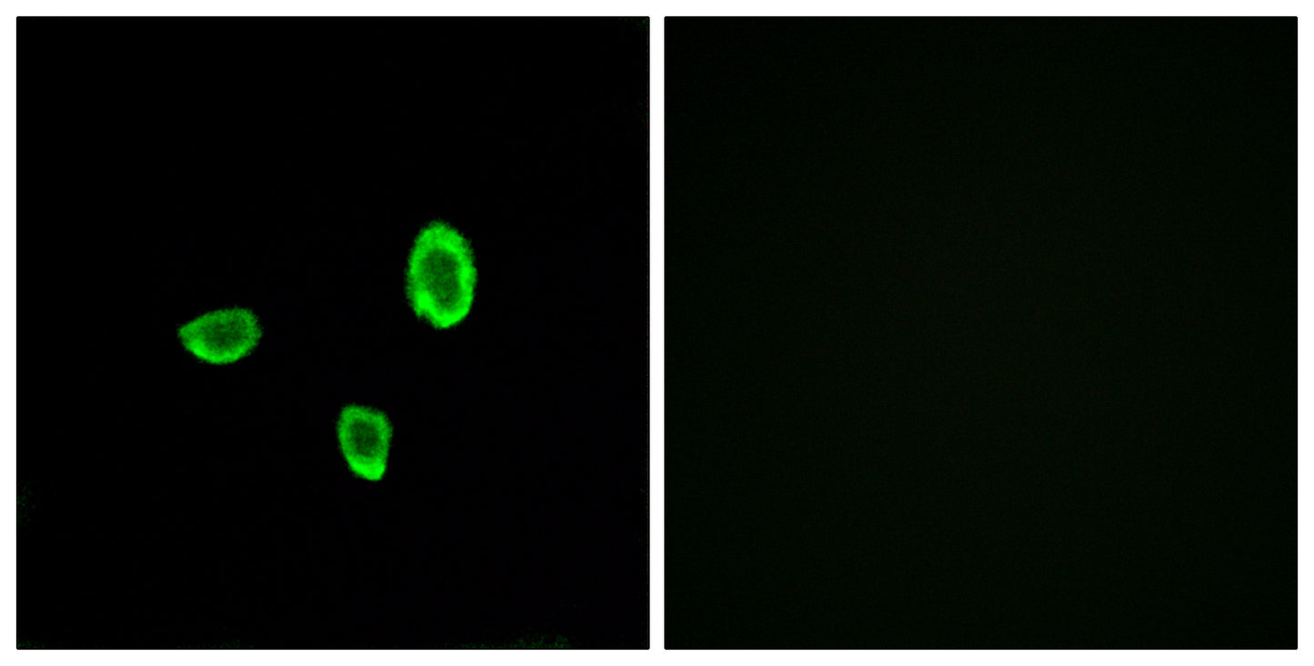 Olfactory receptor 10G7 Rabbit Polyclonal Antibody