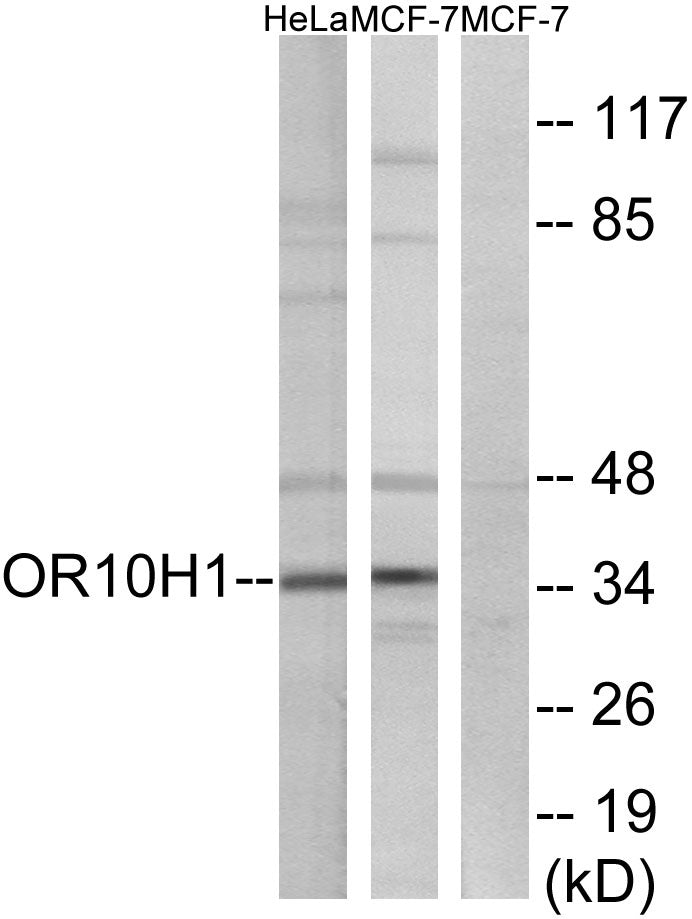 Olfactory receptor 10H1 Rabbit Polyclonal Antibody