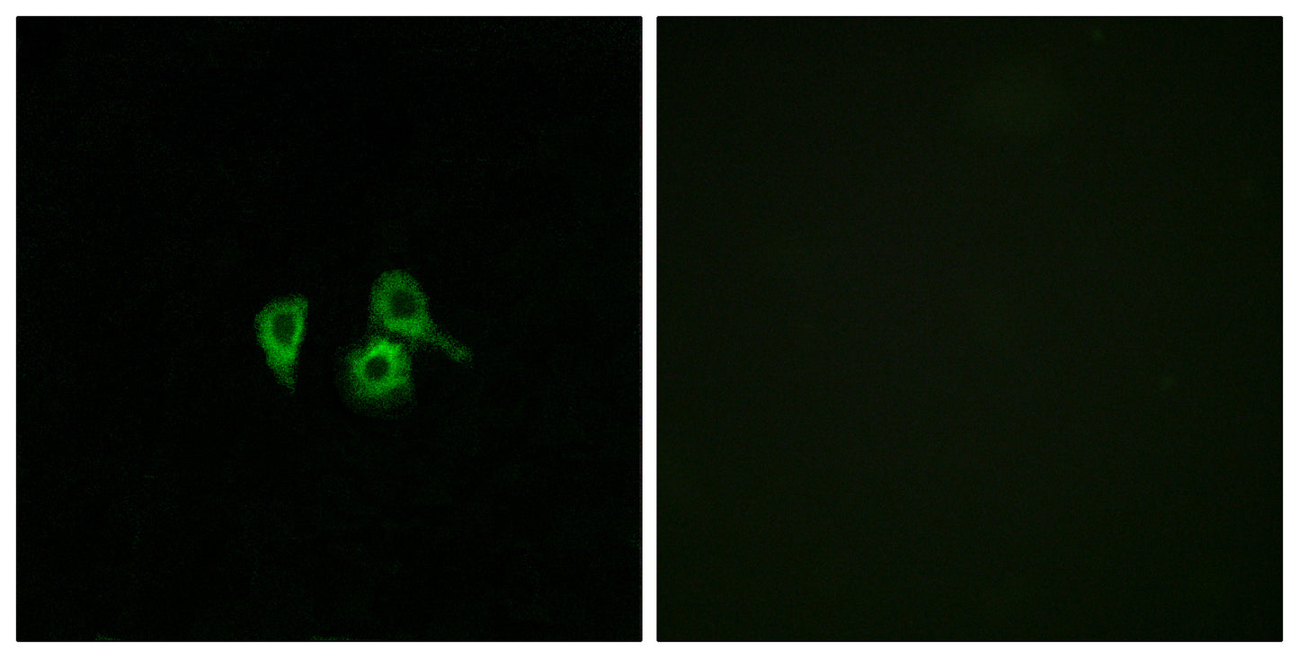 Olfactory receptor 10H4 Rabbit Polyclonal Antibody