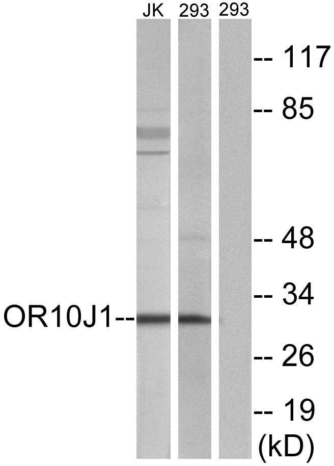 Olfactory receptor 10J1 Rabbit Polyclonal Antibody