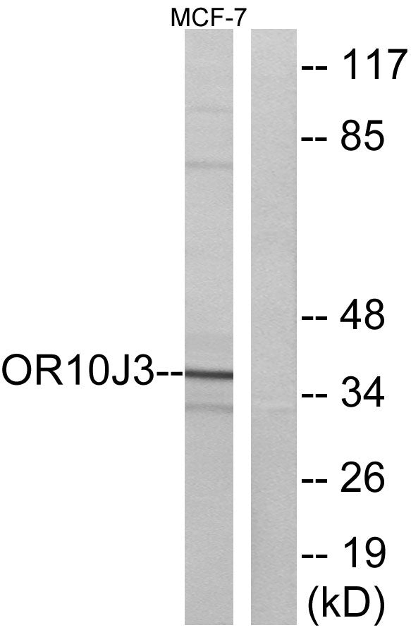 Olfactory receptor 10J3 Rabbit Polyclonal Antibody
