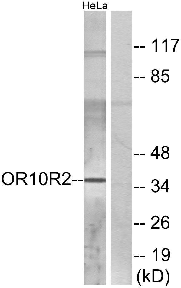 Olfactory receptor 10R2 Rabbit Polyclonal Antibody