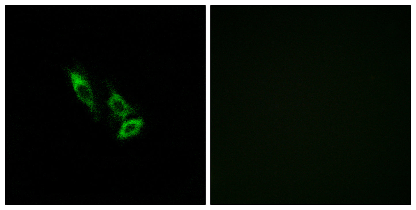 Olfactory receptor 10V1 Rabbit Polyclonal Antibody