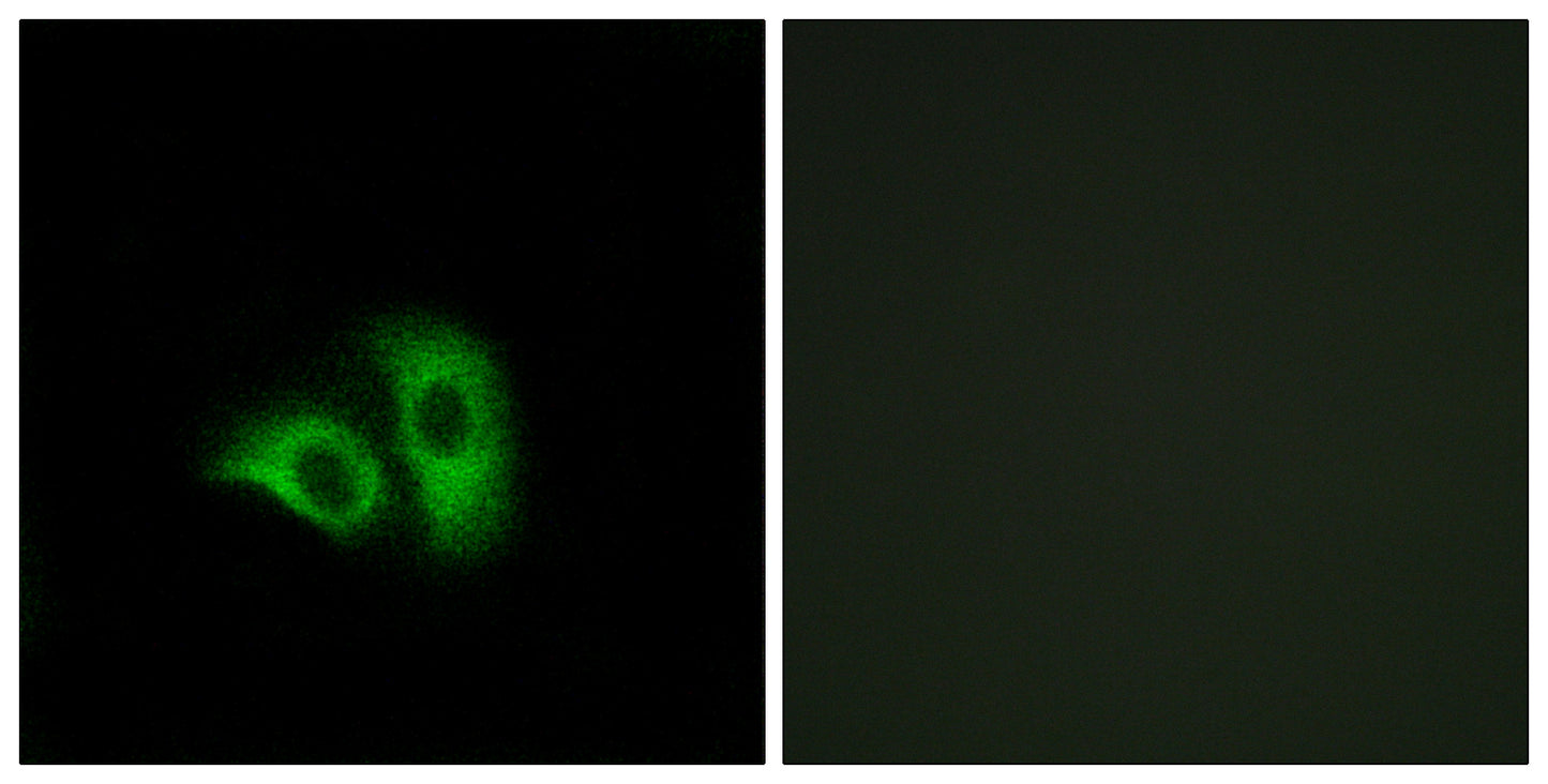 Olfactory receptor 10X1 Rabbit Polyclonal Antibody