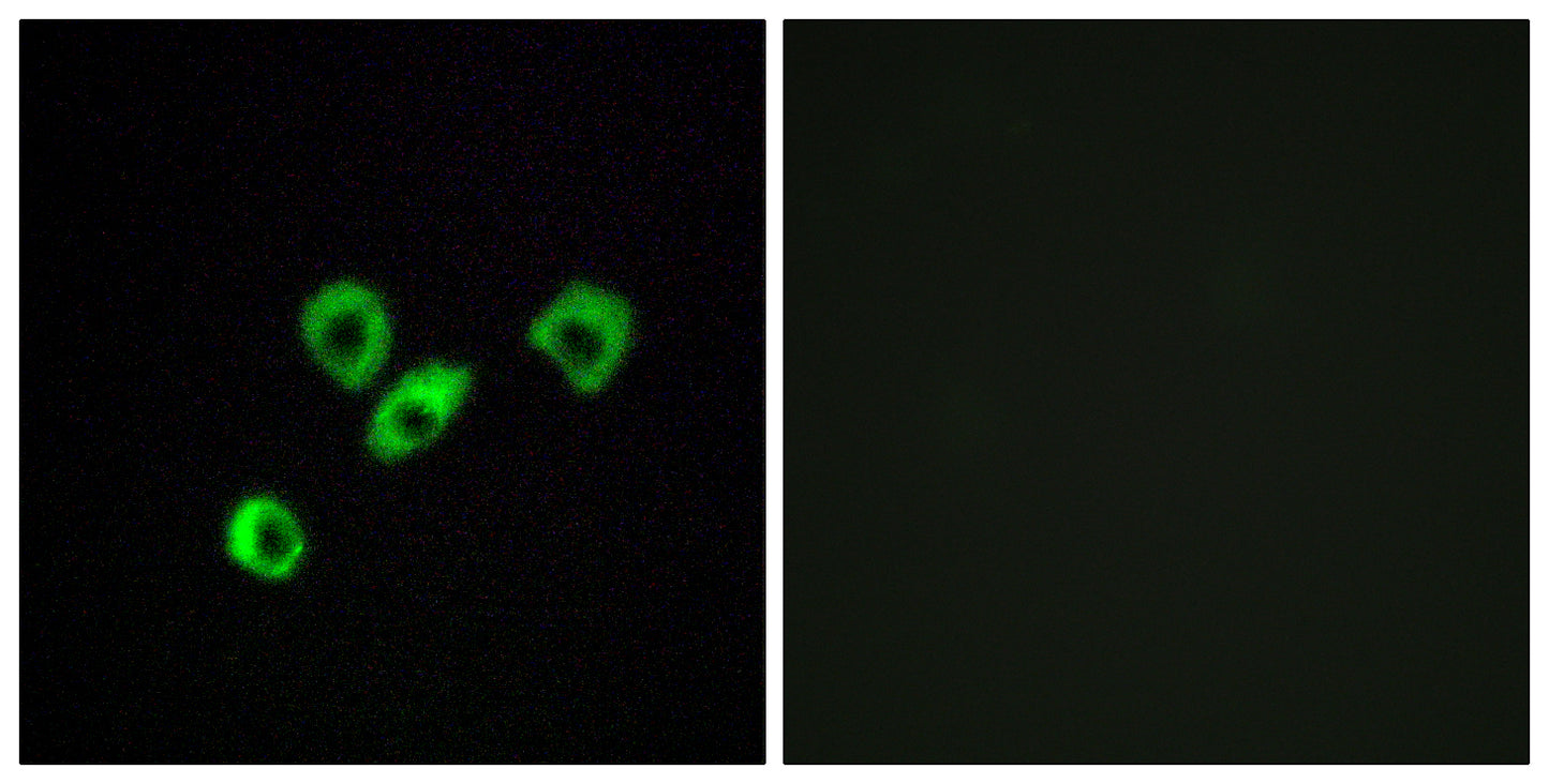 Olfactory receptor 10Z1 Rabbit Polyclonal Antibody