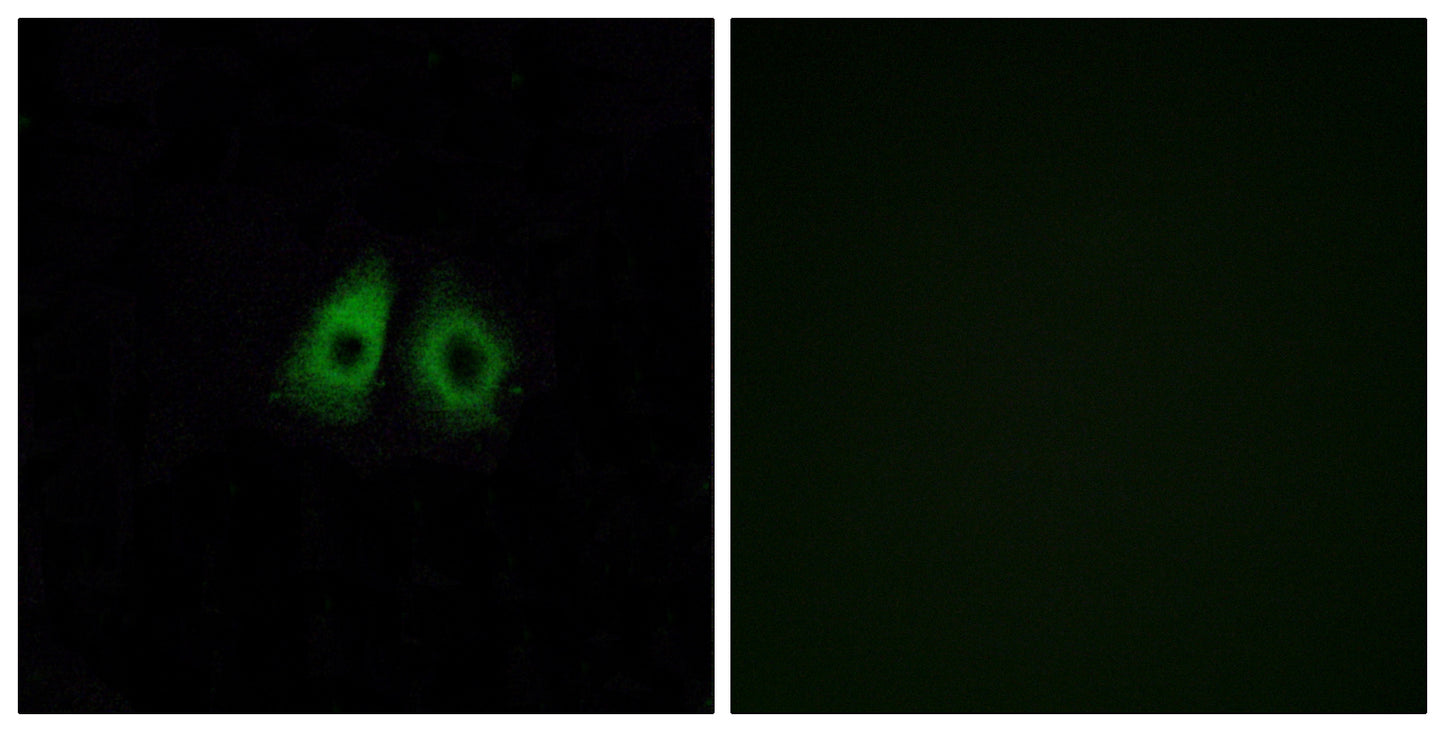 Olfactory receptor 13C3 Rabbit Polyclonal Antibody