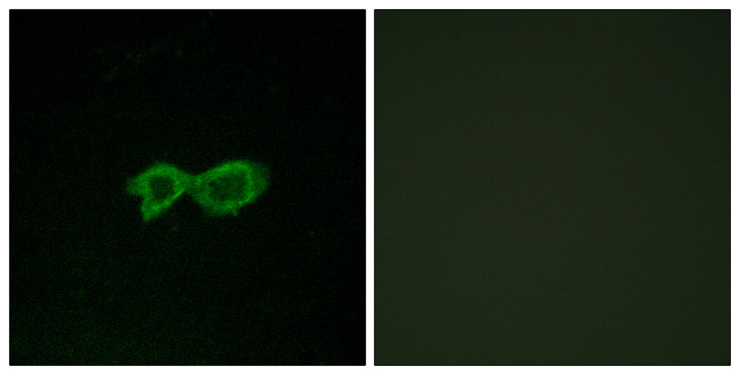 Olfactory receptor 13C4 Rabbit Polyclonal Antibody