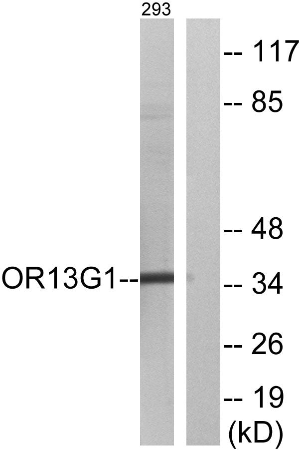 Olfactory receptor 13G1 Rabbit Polyclonal Antibody