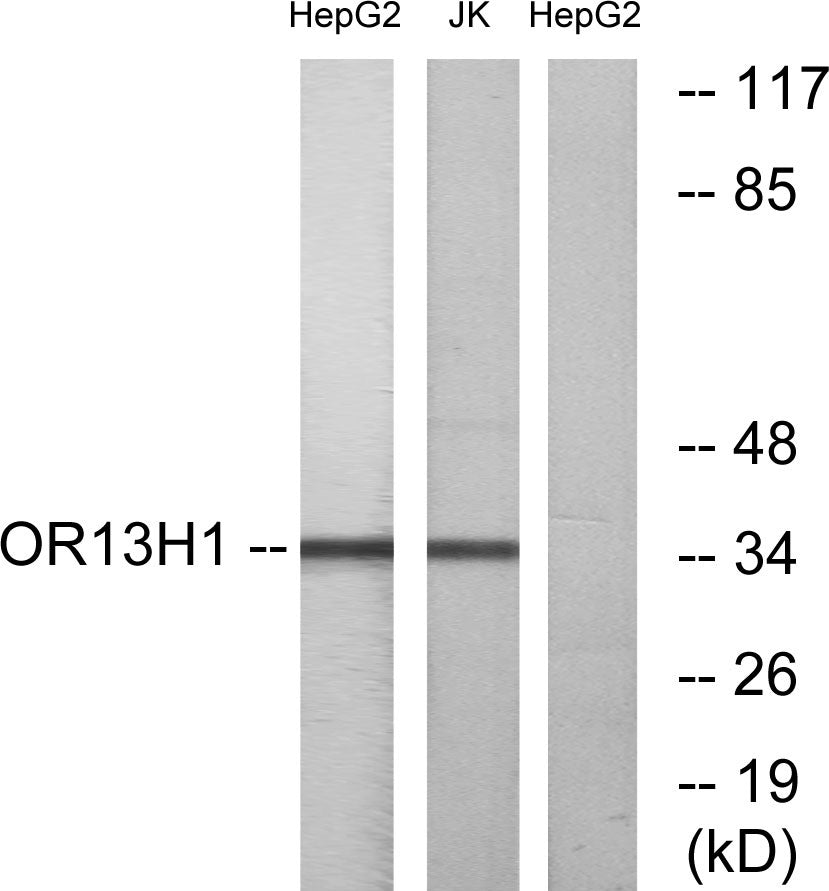 Olfactory receptor 13H1 Rabbit Polyclonal Antibody