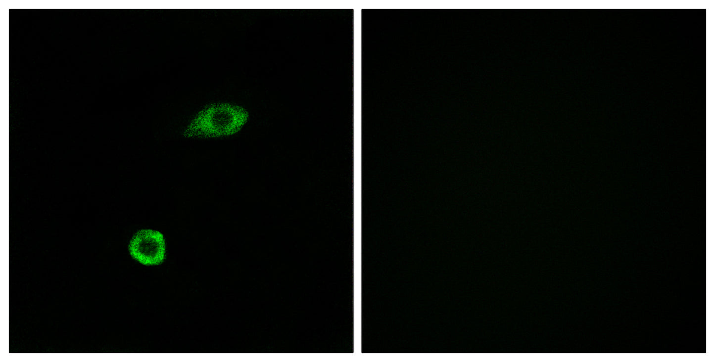 Olfactory receptor 1B1 Rabbit Polyclonal Antibody