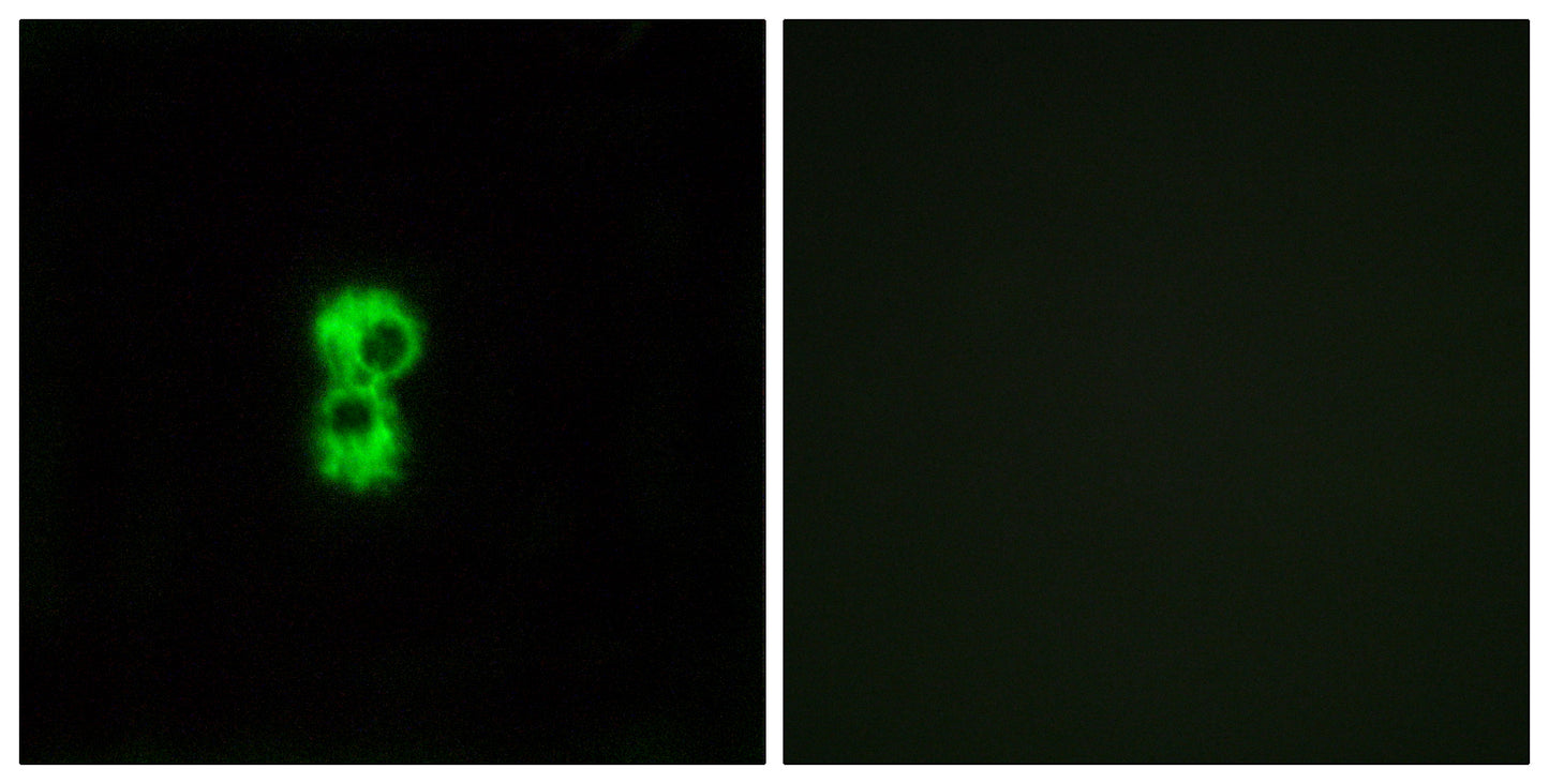 Olfactory receptor 1D4/1D5 Rabbit Polyclonal Antibody