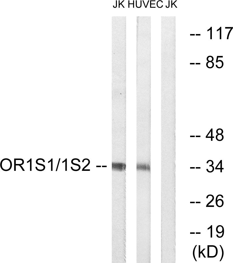 Olfactory receptor 1S1/2 Rabbit Polyclonal Antibody