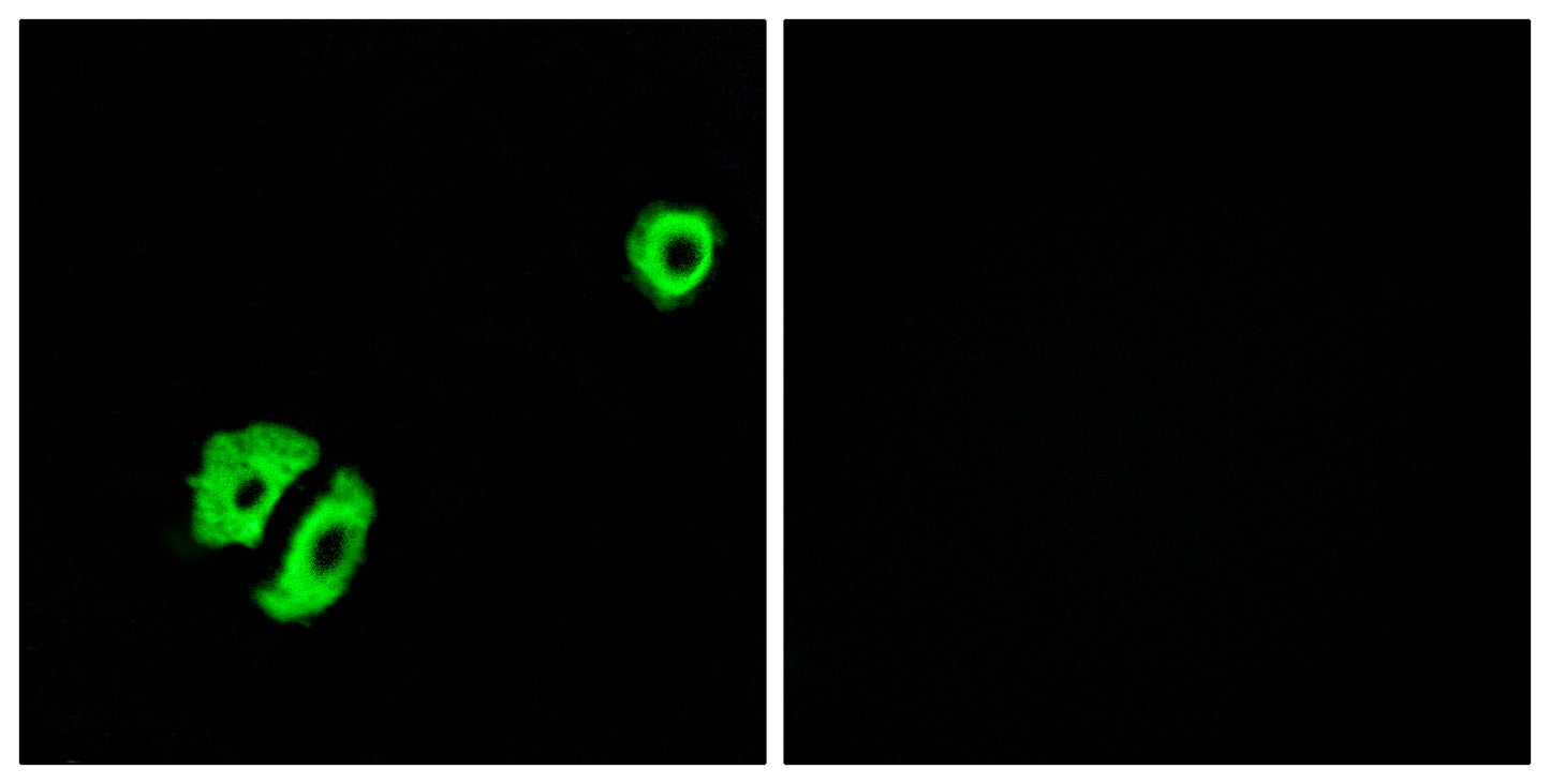 Olfactory receptor 2A25 Rabbit Polyclonal Antibody