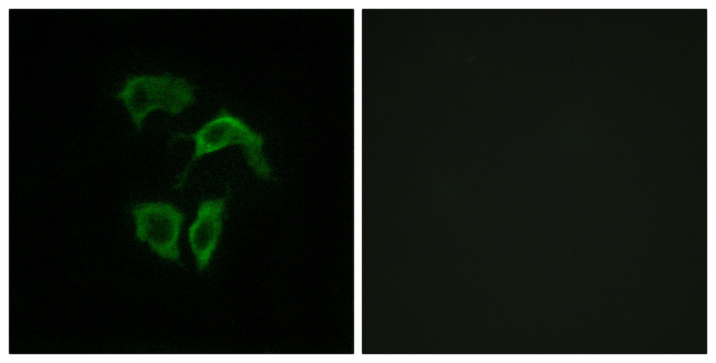 Olfactory receptor 2A4/7 Rabbit Polyclonal Antibody